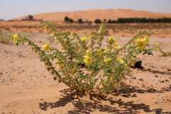 bei Tel Mirab - Rub al Khali Wüste