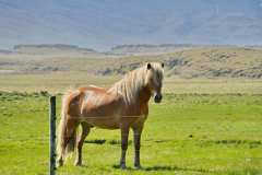 Islandpony