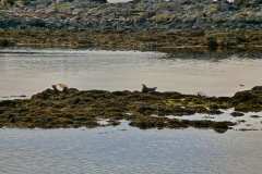 Vatnsnes