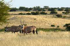 Kalahari Anib Lodge