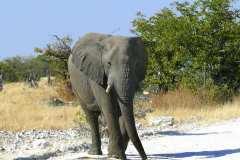 Etosha Nationalpark