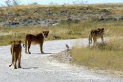 Etosha Nationalpark