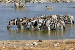 Etosha Nationalpark