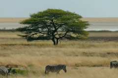 Etosha Nationalpark