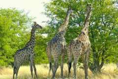 Etosha Nationalpark