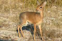 Etosha Nationalpark