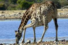 Etosha Nationalpark