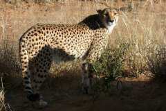 Cheetah Conservation Fund