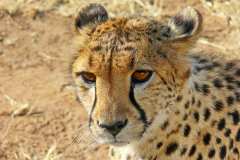 Cheetah Conservation Fund