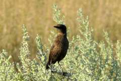 Waterberg Guest Farm