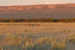 Waterberg Guest Farm