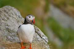 Puffins