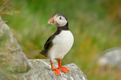 Puffins