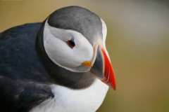 Puffins