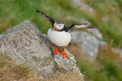 Puffins