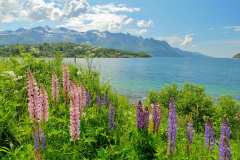 Helgeland
