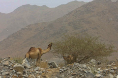 Oman_1__11