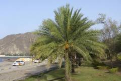 Muscat