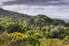 Der Botanische Garten von Kirstenbosch 