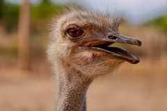 Highgate Ostrich Show Farm