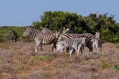 Addo Elephant Park