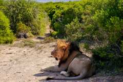 Addo Elephant Park