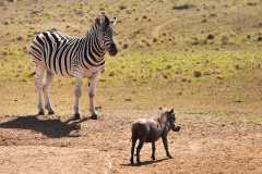 Addo Elephant Park