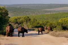 Addo Elephant Park