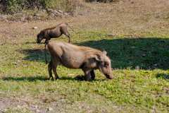 Addo Elephant Park