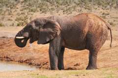 Addo Elephant Park