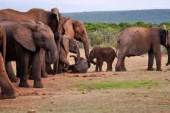 Addo Elephant Park