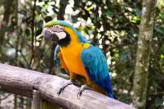 Birds of Eden bei Plettenberg