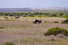 de Hoop Nature Reserve