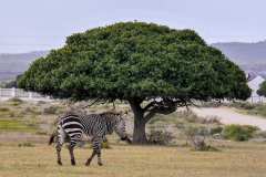 de Hoop Nature Reserve