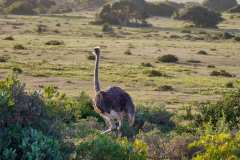 de Hoop Nature Reserve