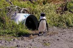 Stony Point bei Bettys Bay