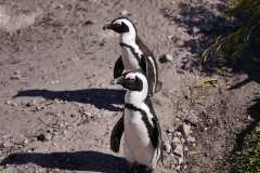 Stony Point bei Bettys Bay