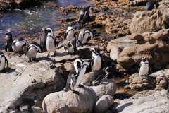 Stony Point bei Bettys Bay