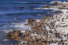 Stony Point bei Bettys Bay