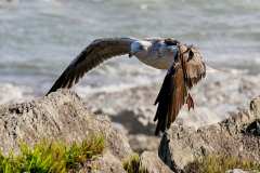 Tsitsikamma Nationalpark