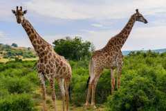 Schotia private game reserve, Nähe Addo Elephant Park