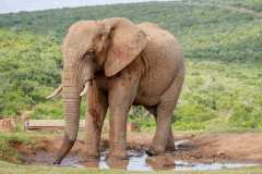 Schotia private game reserve, Nähe Addo Elephant Park