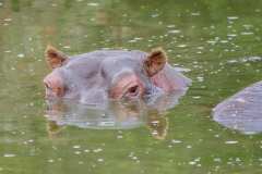 Schotia private game reserve, Nähe Addo Elephant Park