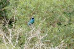 Schotia private game reserve, Nähe Addo Elephant Park