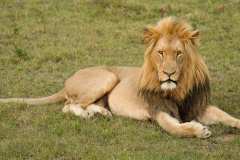 Schotia private game reserve, Nähe Addo Elephant Park