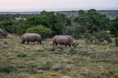 Schotia private game reserve, Nähe Addo Elephant Park