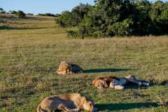 Schotia private game reserve, Nähe Addo Elephant Park