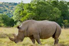 Schotia private game reserve, Nähe Addo Elephant Park