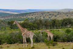 Schotia private game reserve, Nähe Addo Elephant Park