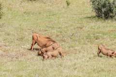 Addo Elephant Park